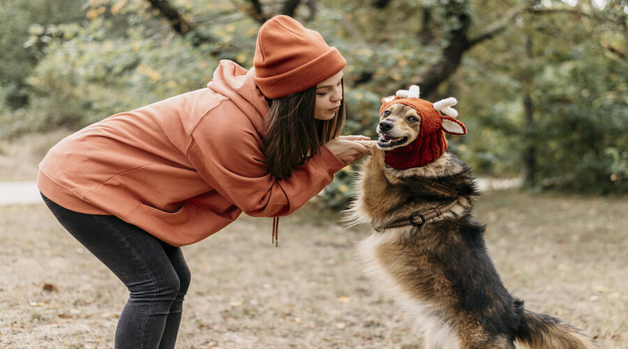 The German Shepherd: The Ultimate Working and Protective Dog